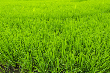 Obraz premium Green paddy rice field, Thailand