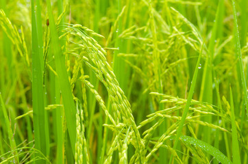 Fototapeta na wymiar Green paddy rice field, Thailand