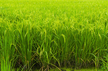 rice field
