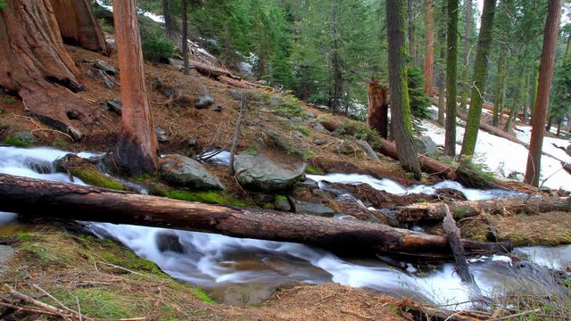 Sequoia National Park 4k 014