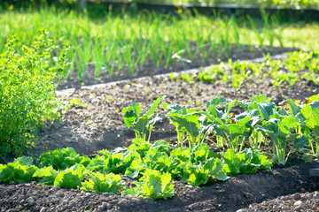 Young lettuce and kohlrabi plants on a sunny vegetable garden patch with scallions in the background