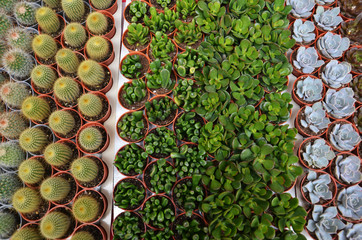 Group of small cactus in the pot