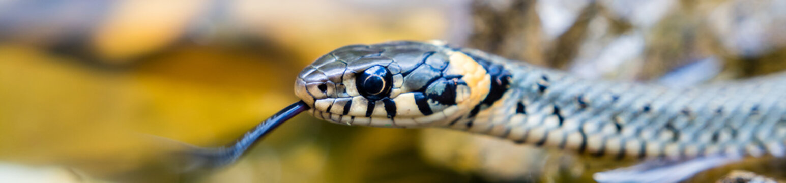 Panorama Ringelnatter