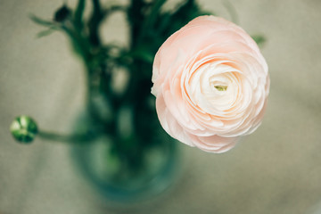 tender pink ranunculus flower