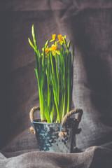 Daffodils in a flower pot. Spring greeting card retro style
