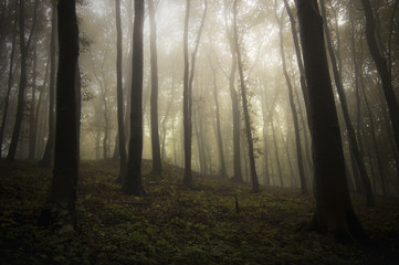 Misty forest background. Trees in fog in gloomy mysterious landscape