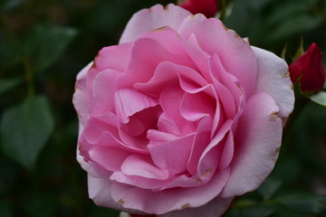 fancy colorful rose flowers in macro