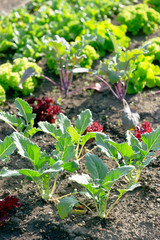 Fresh young kohlrabi and lettuce plants on a sunny vegetable garden patch
