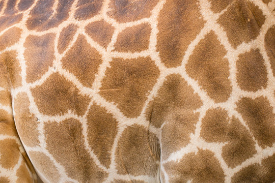 Giraffe skin