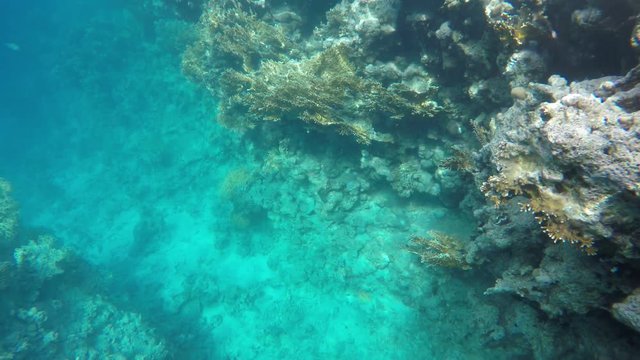 Coral reefs in the clear water.