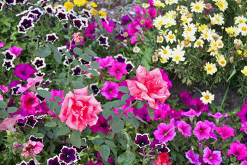 Fototapeta premium flowerbed with roses, daisies and petunias closeup