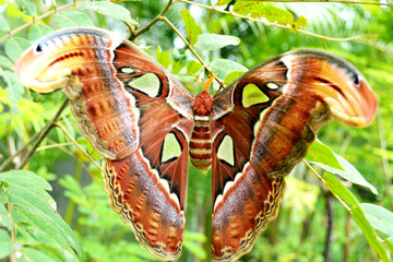 farfalla