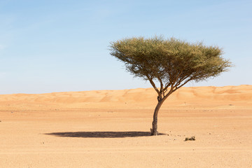 Desert in Oman with green tree - 134614277