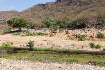 Fototapeta na wymiar Wadi Dharbat, Oman