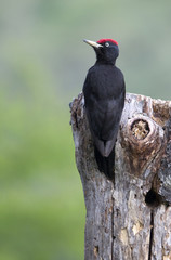Male of Black woodpecker looking for food on a tree trunk . Dryocopus martius