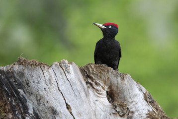 Male of Black woodpecker looking for food on a tree trunk . Dryocopus martius