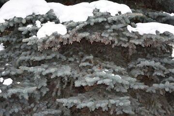 SPRUCE CONIFEROUS BREED OF TREES WITH CONES GREEN