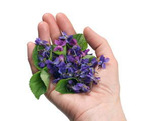 Viola odorata  in the hand