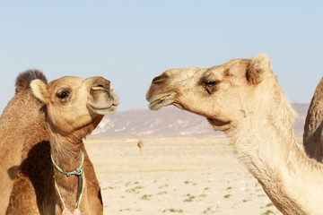 Two funny Camels in Oman