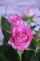rosa Rosenblüten