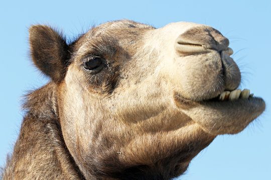 Camel head, Oman