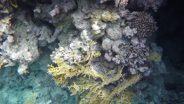 Two Chaetodon fasciatus swim among the coral reefs.