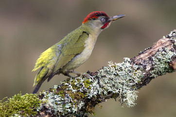 Obraz premium Adul male of European green woodpecker. Picus viridis