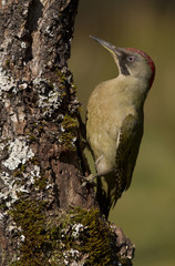 Adul female of European green woodpecker. Picus viridis