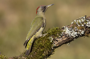 Adul female of European green woodpecker. Picus viridis