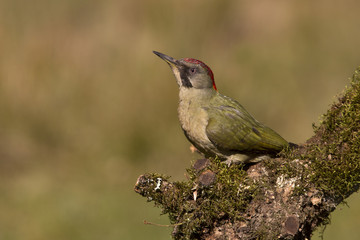 Adul female of European green woodpecker. Picus viridis