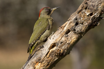 Adul female of European green woodpecker. Picus viridis