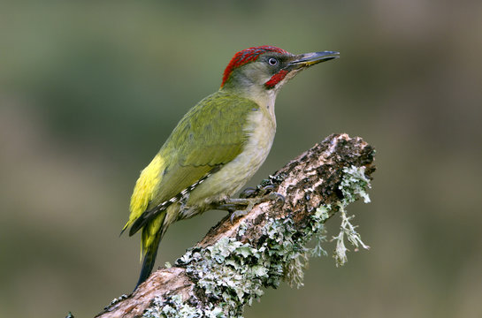 Adul male of European green woodpecker. Picus viridis