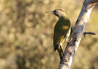 Adul female of European green woodpecker. Picus viridis