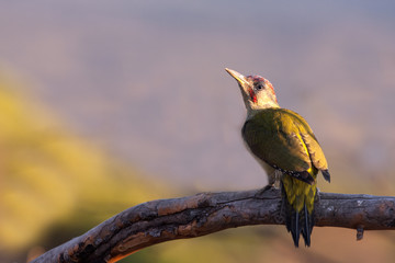 Young male of European green woodpecker. Picus viridis