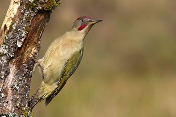 Adul male of European green woodpecker. Picus viridis