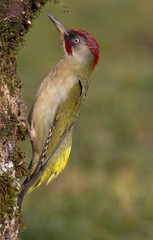Adul male of European green woodpecker. Picus viridis
