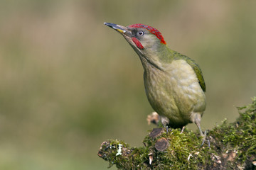 Adul male of European green woodpecker. Picus viridis