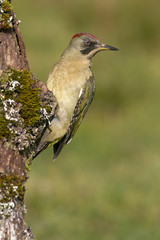 Adul female of European green woodpecker. Picus viridis