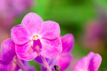 Fototapeta na wymiar Purple orchid flower with colourful background