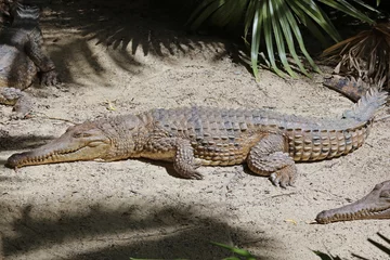 Cercles muraux Crocodile Australian freshwater crocodile