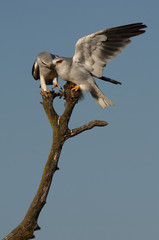 Adult male and female of Black-shouldered kite passing a prey in the time of mating . Elanus caeruleus