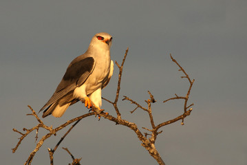 Adult male of Black-shouldered kite. Elanus caeruleus