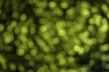 Obraz premium Abstract colorful defocused bokeh ,created light bokeh on backgr