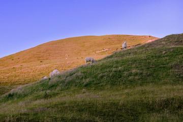 sheep field in New Zealand