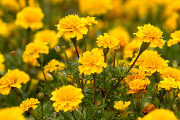 Yellow Marigolds flower (Tagetes erecta Mexican marigold Aztec marigold African marigold)