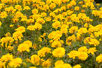 Obraz premium Yellow Marigolds flower (Tagetes erecta Mexican marigold Aztec marigold African marigold)