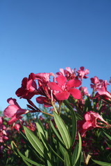 Hibiskus Blumen vor blauem Himmel © Timi