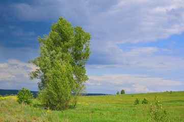Fototapeta premium Beautiful summer landscape