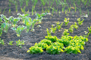 Fresh young green lettuce plants and kohlrabi on a sunny vegetable garden patch