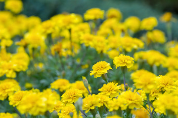 Yellow Marigolds flower (Tagetes erecta Mexican marigold Aztec marigold African marigold)